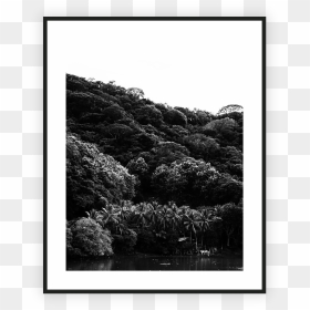 Home/nature/costa Rica Forrest , Png Download - Monochrome, Transparent Png - forrest png