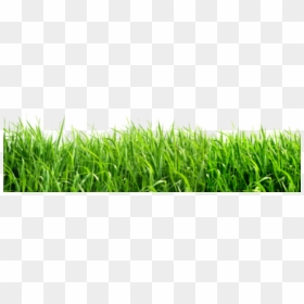 Green Background Png , Png Download - Plant Png Green Background, Transparent Png - pasto png
