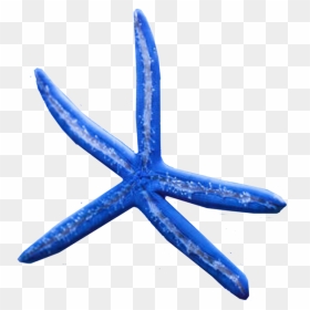 Starfish, HD Png Download - star fish png