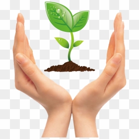 Tree Seedling Clip Art - Hand Holding A Tree Clipart, HD Png Download - seedling png