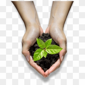 Hands Holding A Seedling - Small Plants Growing, HD Png Download - seedling png