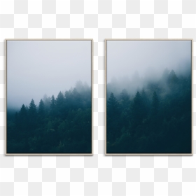 Spruce, HD Png Download - forrest png