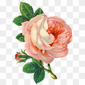 Transparent Background Flowers Png, Png Download - vintage rose png
