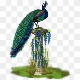 Peacock Png, Transparent Png - long grass png