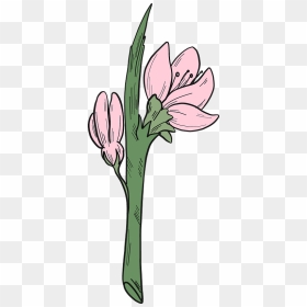 Peach Flowers Clipart - Lily, HD Png Download - flowers .png