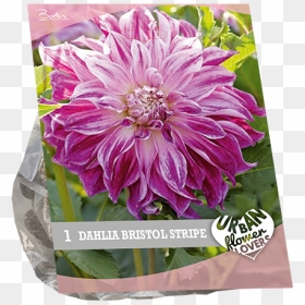 Chrysanths, HD Png Download - flowers .png