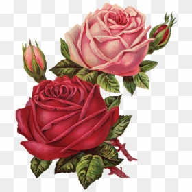 Flower Flowers Flores Vintage Flor Rosa Rosespink Roses - Rose Vintage Flower Sticker, HD Png Download - vintage rose png