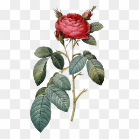 Vintage Flower Art Png, Transparent Png - vintage rose png