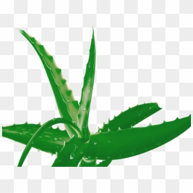 Aloe Clipart Terrestrial Plant - خلاصة الصبار, HD Png Download - seedling png
