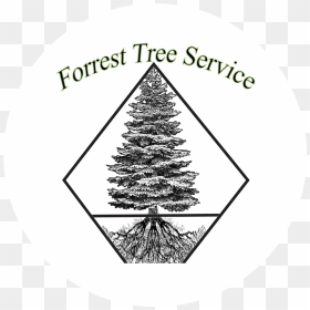 Circle, HD Png Download - forrest png
