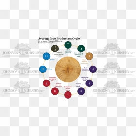 Tree Cycles Plant Production Stages Seedling Balled - Circle, HD Png Download - seedling png