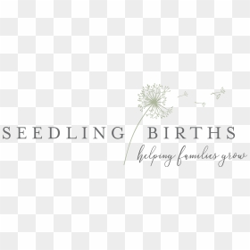 Seedling Births Midwifery Services - Eataly, HD Png Download - seedling png