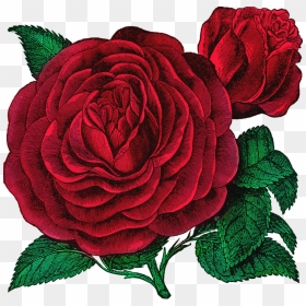 Garden, HD Png Download - vintage rose png