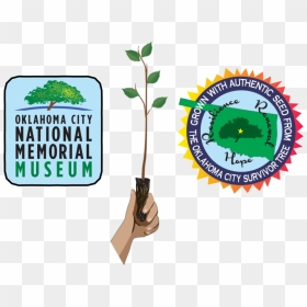 Co Brand Header 01 - Oklahoma City National Memorial, HD Png Download - seedling png