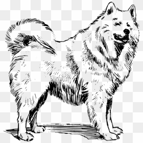 Free Vector Samoyed - American Eskimo Dog Coloring, HD Png Download - dog outline png