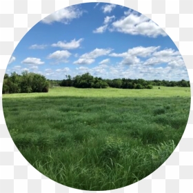 A Unique Story - Grass, HD Png Download - land png