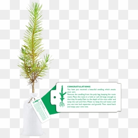 Seedling In Bag With Tag - Christmas Tree, HD Png Download - seedling png