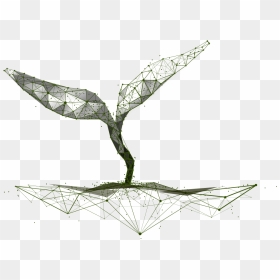 Wireframe Seedling - Drawing, HD Png Download - seedling png