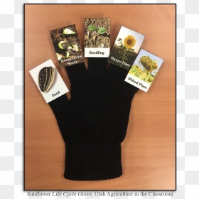 Sunflower Lifecycle - Life Cycle Glove, HD Png Download - seedling png