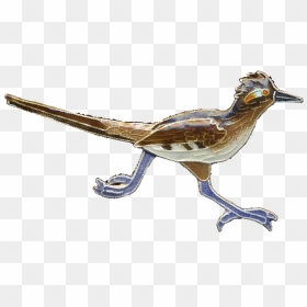 Road Runner Bird Png - Transparent Roadrunner, Png Download - roadrunner png