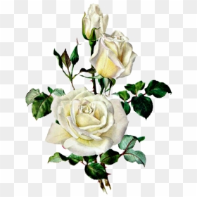 Розы Botanical Illustration, Botanical Drawings, Rose - Vintage Rose Print, HD Png Download - vintage rose png