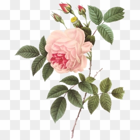 Vintage Rose Botanical Illustration - Pierre Joseph Redoute Png, Transparent Png - vintage rose png