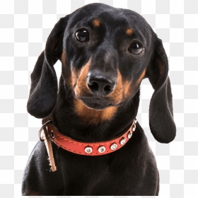 Dachshund Png, Transparent Png - dog ears png