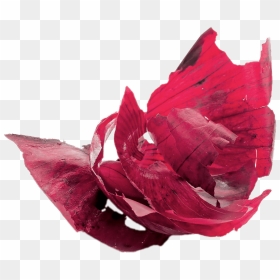 Red Peels Transparent Png - Onion Peel Png, Png Download - onions png