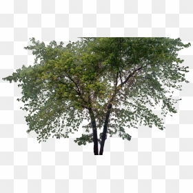Tall Treepng Ph Pinterest Photoshop, Architecture - Tree For Photoshop, Transparent Png - treepng