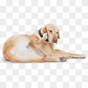 Atopic Dermatitis Can Be The Reason Your Itchy Dog - Dog Scratching Png, Transparent Png - dog ears png