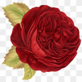 Red Rose - Portable Network Graphics, HD Png Download - vintage rose png