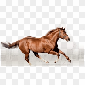 Silver Banner Irish Stallion Best Design - Sorrel, HD Png Download - silver banner png
