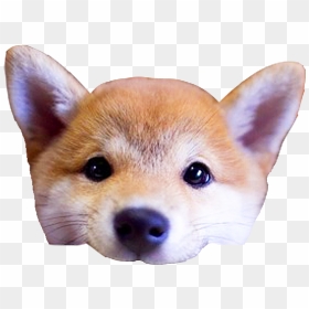 Dog Head Png - Transparent Png Dog Head, Png Download - doge head png