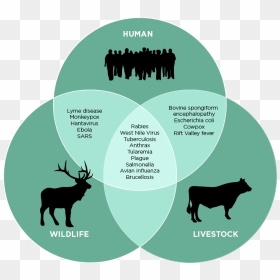Human Wildelife - Zoonosis, HD Png Download - moose silhouette png