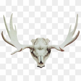 Antler Moose Antler Deer Antler - Antler, HD Png Download - moose silhouette png
