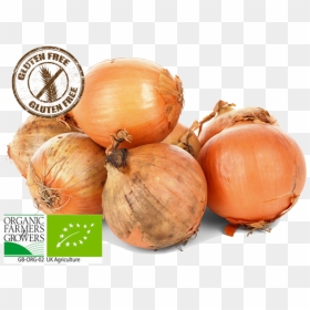 荷兰 大葱, HD Png Download - onions png