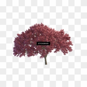 Weeping Cherry Tree , Png Download - Portable Network Graphics, Transparent Png - cherry tree png