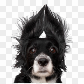 Funny Dog Faces, HD Png Download - dog ears png