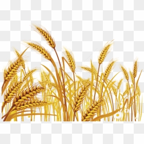 Free Png Download Wheat Png Images Background Png Images - Wheat Grass Clip Art, Transparent Png - grain texture png