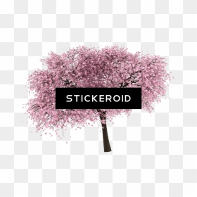 Cherry Blossom , Png Download - Cherry Blossom, Transparent Png - cherry tree png