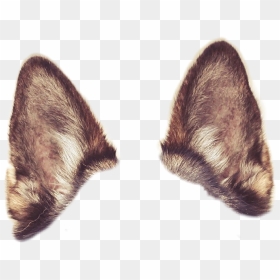 #dog #ears #animalears - Dog, HD Png Download - dog ears png
