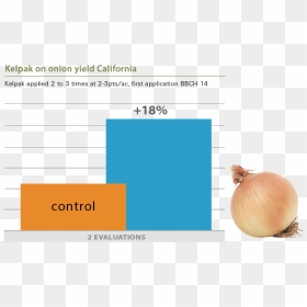 Onions - Onion, HD Png Download - onions png