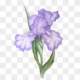 Iris Flower Png, Transparent Png - purple watercolor png