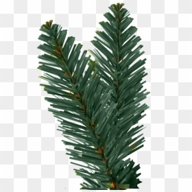 Thumb Image - Pine Tree Leaves Png, Transparent Png - christmas tree branch png