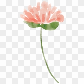 Flower Stem Water Color, HD Png Download - water color flowers png