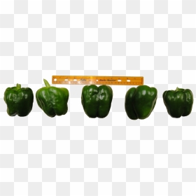 Transparent Green Pepper Png - Bell Pepper Grading, Png Download - bell pepper png