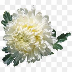 Chrysanthemum, White, Flower, Plant, Garden, Summer - White Chrysanthemum Png, Transparent Png - chrysanthemum png