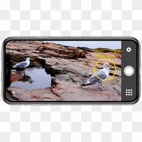 How To Use Af/ae Lock On Your Phone - Great Black-backed Gull, HD Png Download - rule of thirds grid png