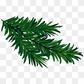 Christmas Tree Branch, Download To Your Desktop Makayla - Christmas Tree Branch Png, Transparent Png - christmas tree branch png