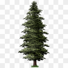 Pine Tree Png File - Transparent Background Pine Tree Png, Png Download - christmas tree branch png